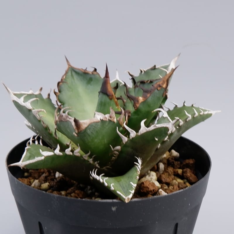 アガベ チタノタ レッドキャットウィーズル Agave titanota Red Catwee