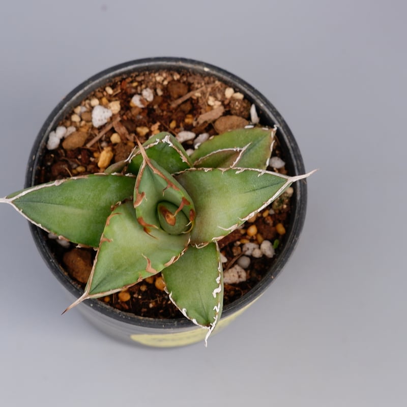 アガベ オテロイ 実生株 Agave oteroi seeding 071 | Sunny
