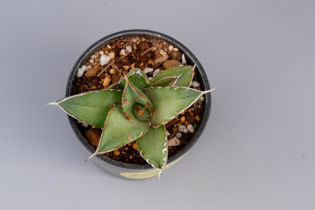アガベ オテロイ実生 アガベ オテロイ 実生株 Agave oteroi seeding 071 | Sunny