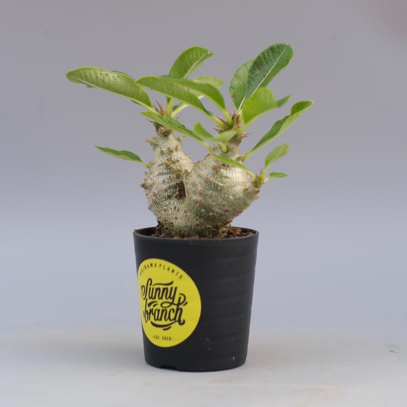 パキポディウム ウィンゾリー 実生2年 パキポディウム・ウィンゾリー実生記録②(Pachypodium Windsorii