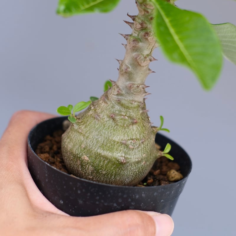 パキポディウム ウィンゾリー 実生株 065 Pachypodium windsorii |