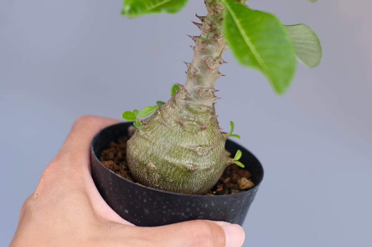 パキポディウム ウィンゾリー 実生株 065 Pachypodium windsorii |