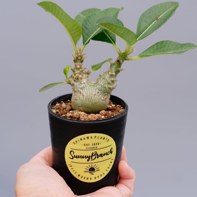 パキポディウム ウィンゾリー 実生株 017 Pachypodium windsorii |