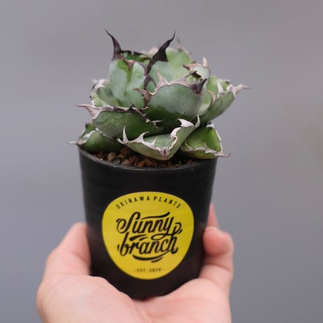 アガベ　チタノタ　ブラック&ブルー　B&B USA アガベ チタノタ ブラック&ブルー B&B USA アガベ・チタノタ ブラック