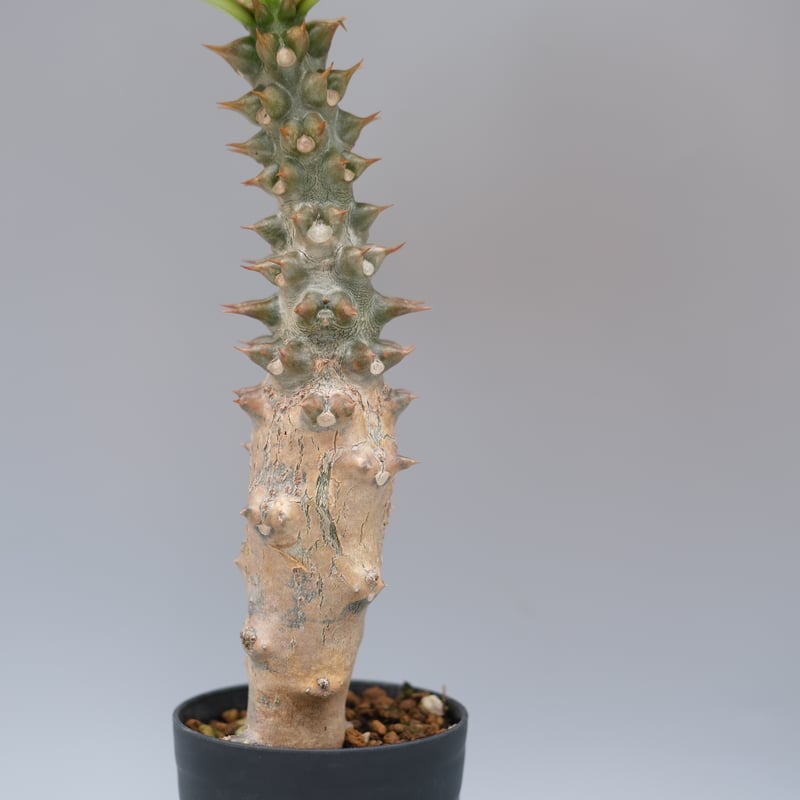 パキポディウム バロニー実生株028 Pachypodium baronii | Sunny