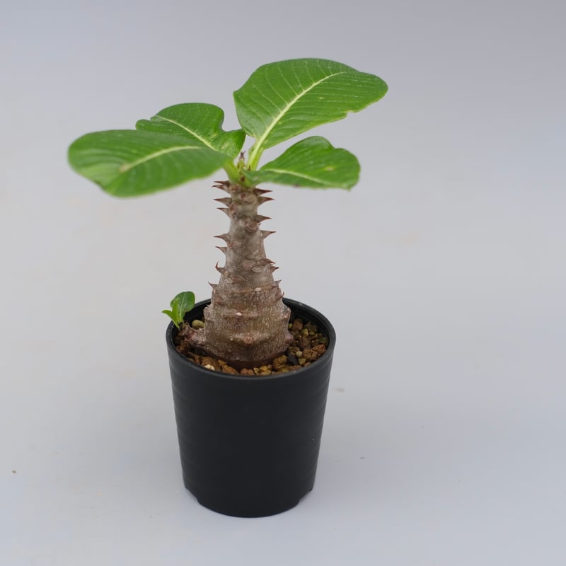 パキポディウム ウィンゾリー 実生株 030 Pachypodium windsorii |