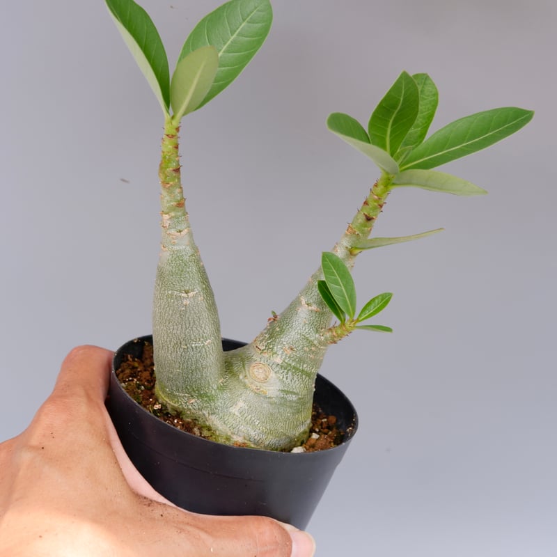 【大株】【実生株】アデニウム・ソマレンセ　砂漠の薔薇 大株】【実生株】アデニウム・ソマレンセ 砂漠の薔薇