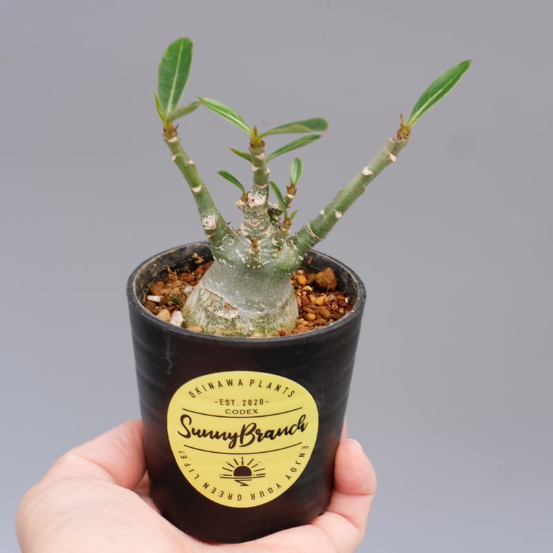 アデニウム ソマレンセ 実生株 Adenium somalense 002 | Sunny アデニウム ソマレンセ 実生株 Adenium somalense 002 | Sunny