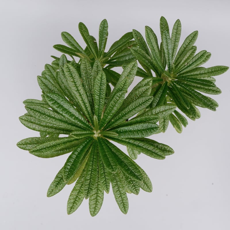 ドルステニア ギガス ドルステニア ギガス／Dorstenia gigas no.60576 | 芽の巣山