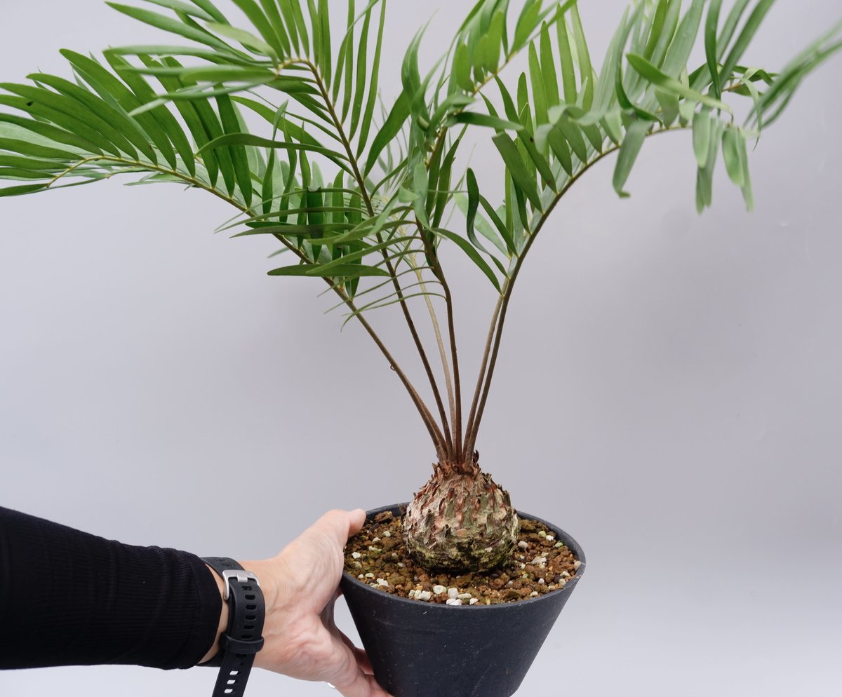 ザミア フロリダーナ 005 Zamia floridana 蘇鉄 | Sunny Branch