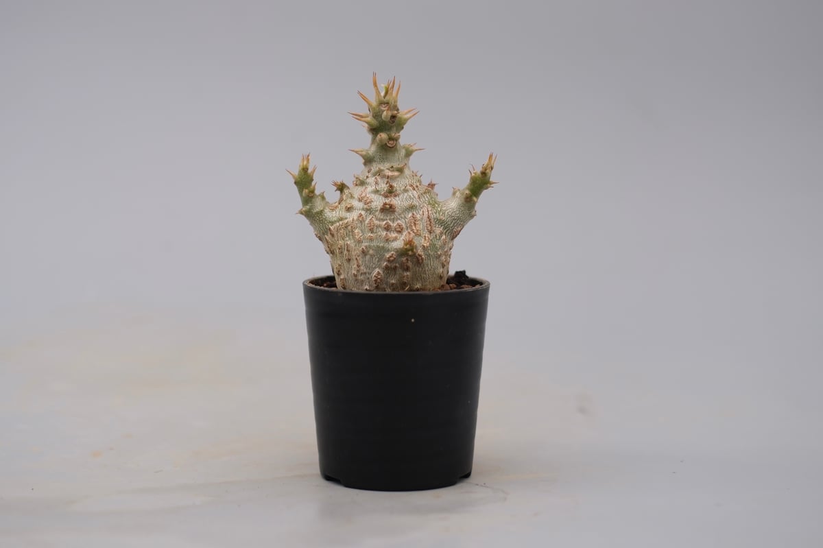 パキポディウム ウィンゾリー 実生株 129 Pachypodium windsorii |