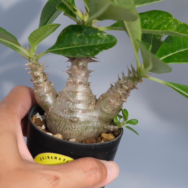 パキポディウム ウィンゾリー 実生株 069 Pachypodium windsorii |