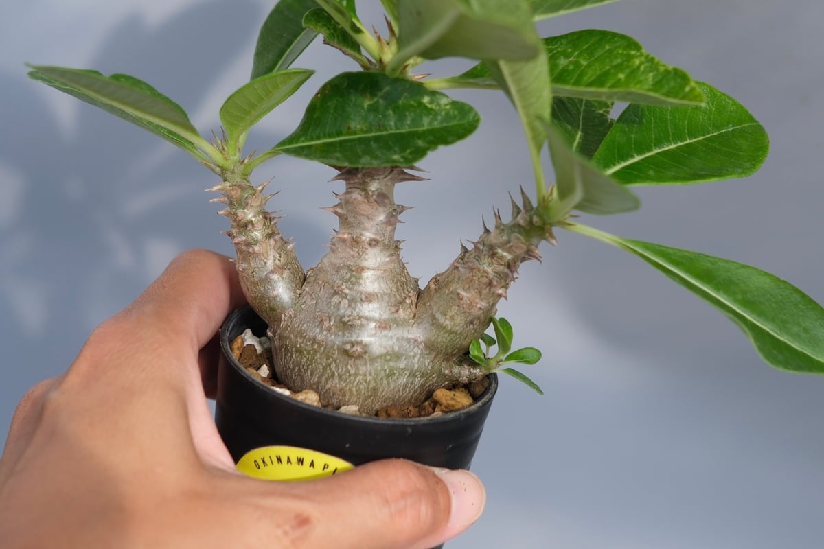パキポディウム ウィンゾリー 実生株 069 Pachypodium windsorii |