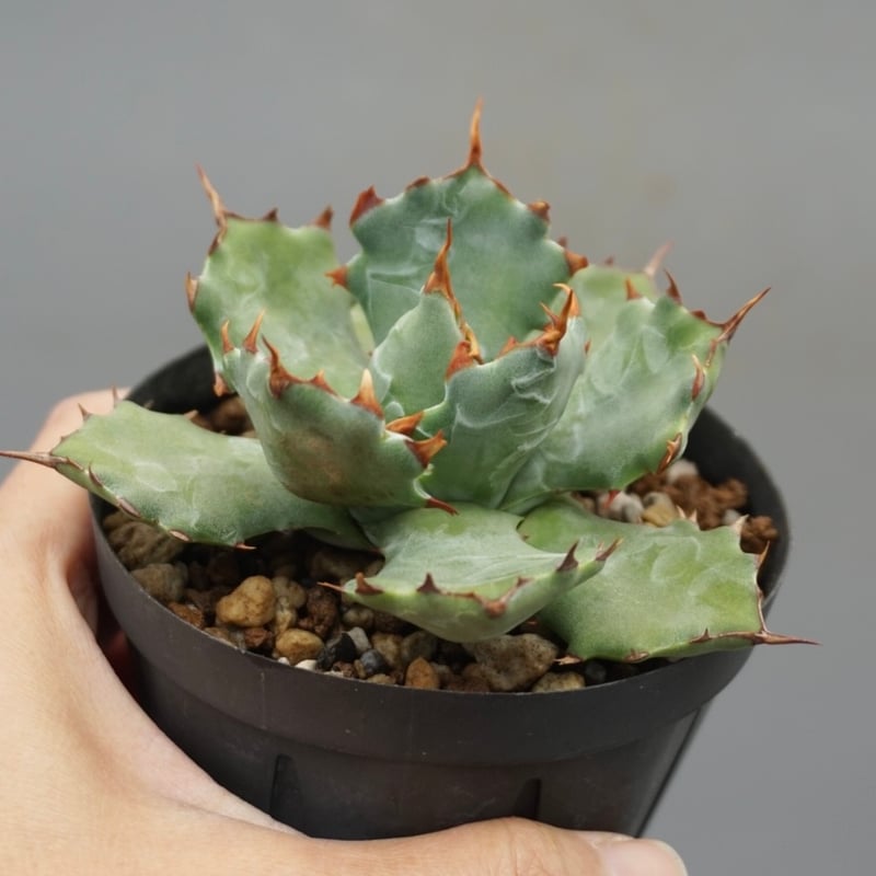 アガベ イシスメンシス 蝦蟹 Agave isthmensis | Sunny Branch