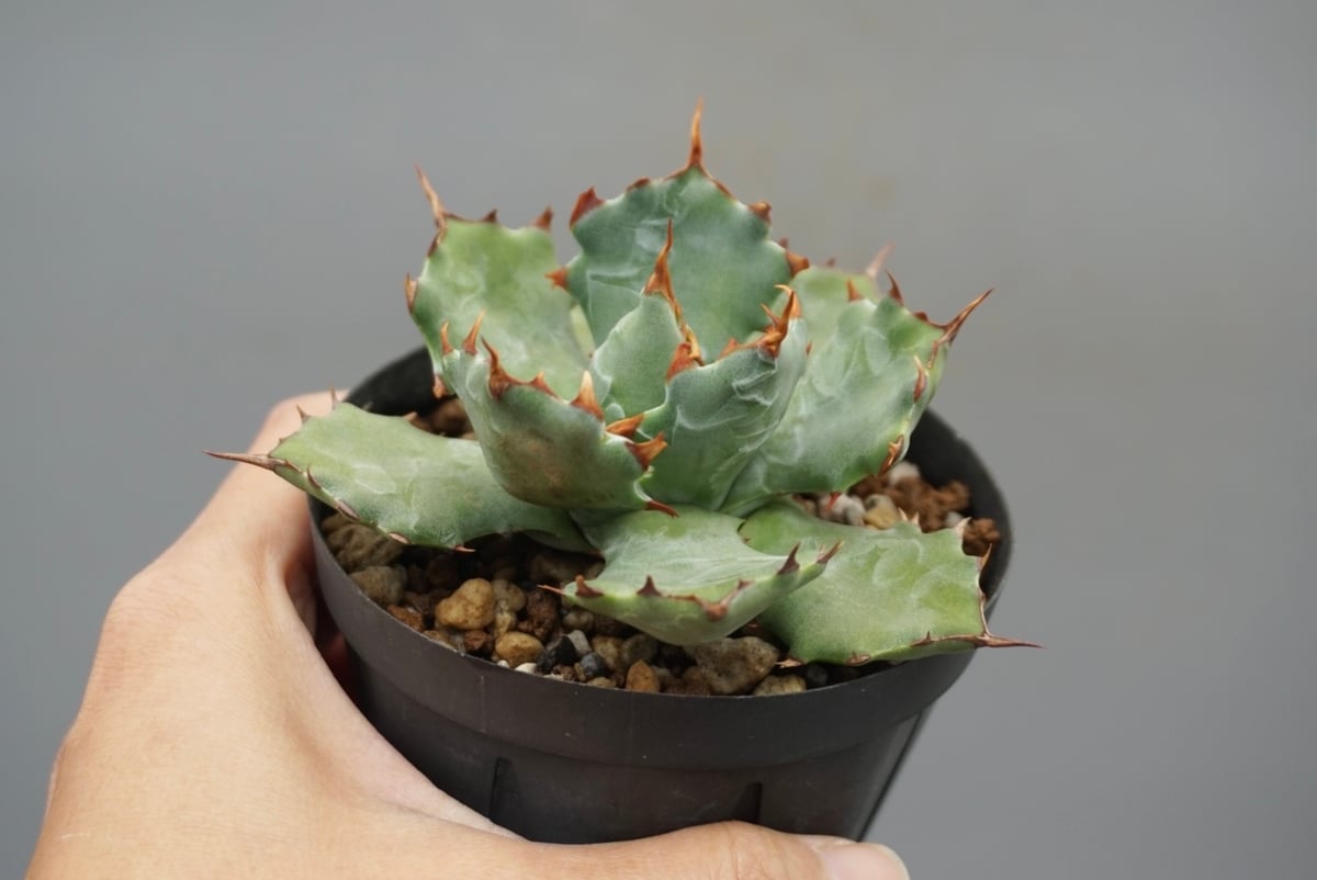 アガベ　蝦蟹 アガベ ハイブリッド 蝦蟹 Agave hybrid isthmensis hyb. from