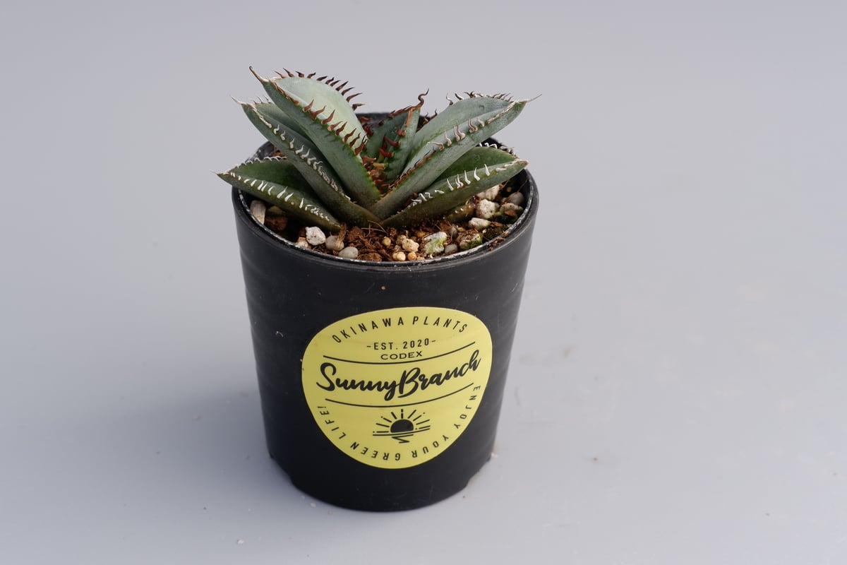 アガベ オテロイ 実生株 Agave oteroi seeding 047 | Sunny アガベ オテロイ 実生株 Agave oteroi seeding 047 | Sunny