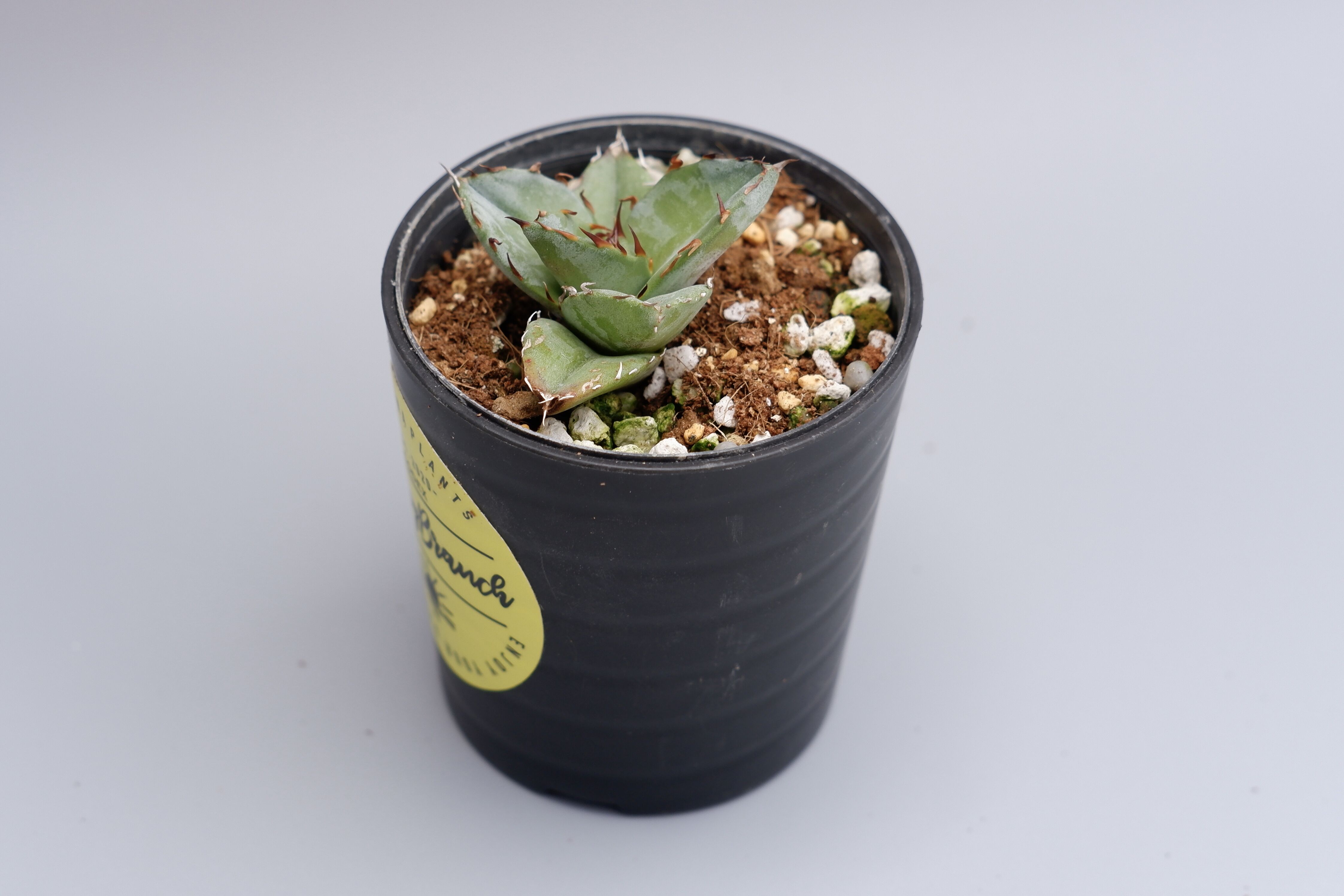 アガベ オテロイ 実生株 Agave oteroi seeding 024 | Sunny