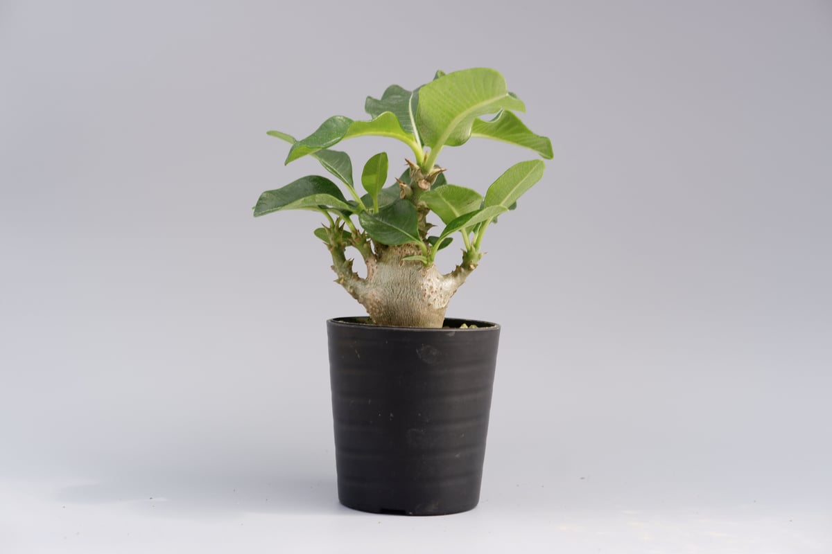 パキポディウム ウィンゾリー 008 Pachypodium windsorii | Sunn