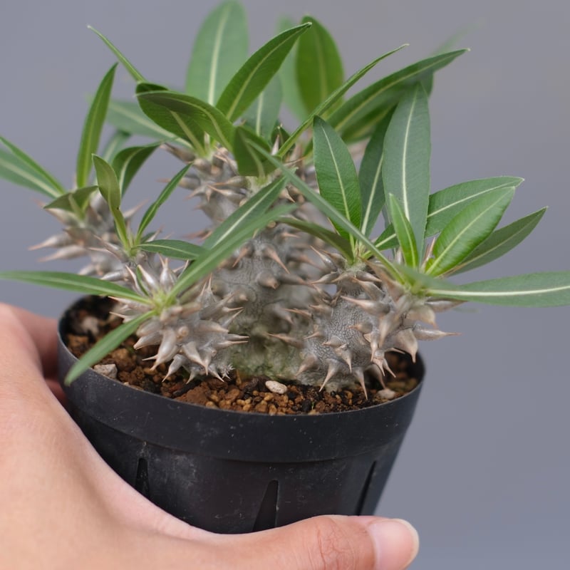 パキポディウム・ロスラーツム実生(群生株) パキポディウム ロスラーツム 実生株 013 Pachypodium rosulatum