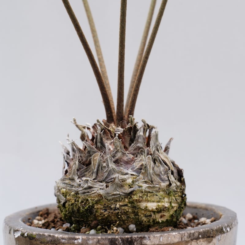 ザミア フロリダーナ 003 Zamia floridana 蘇鉄 | Sunny Branch