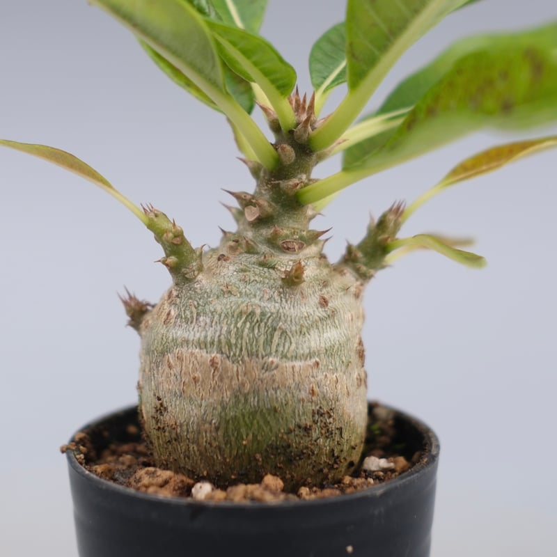 パキポディウム ウィンゾリー 実生株 120 Pachypodium windsorii |