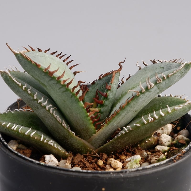 アガベ オテロイ 実生株 Agave oteroi seeding 047 | Sunny アガベ オテロイ 実生株 Agave oteroi seeding 047 | Sunny