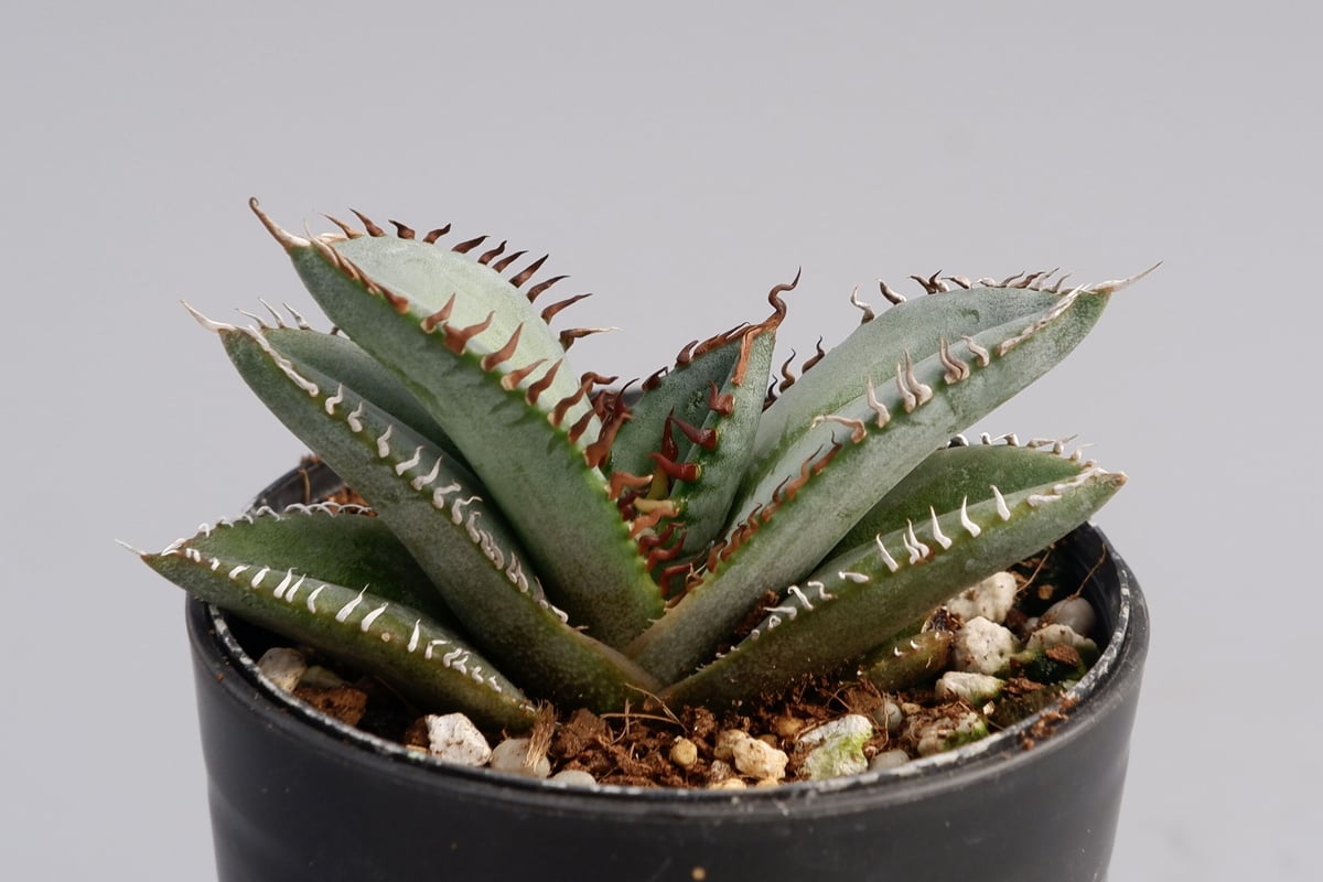 アガベ オテロイ 実生株 Agave oteroi seeding 047 | Sunny