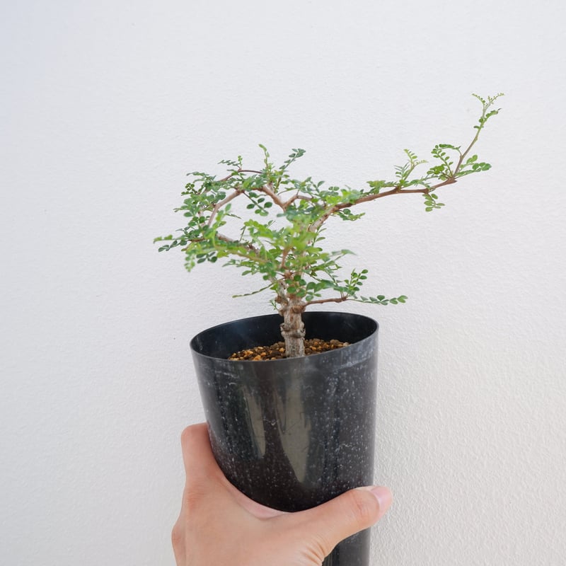 宇*見様 オペルクリカリア デカリー オペルクリカリア デカリー OP-004 | Sunny Branch