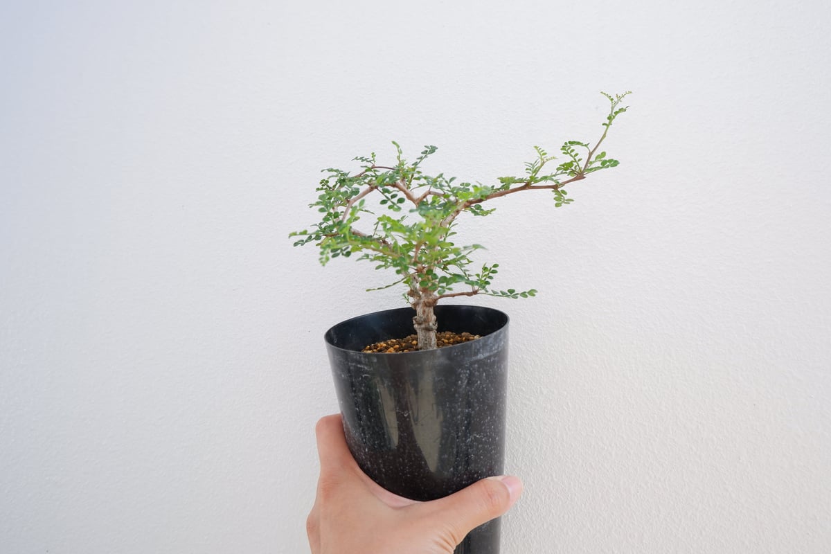 オペルクリカリア デカリー OP-004 | Sunny Branch