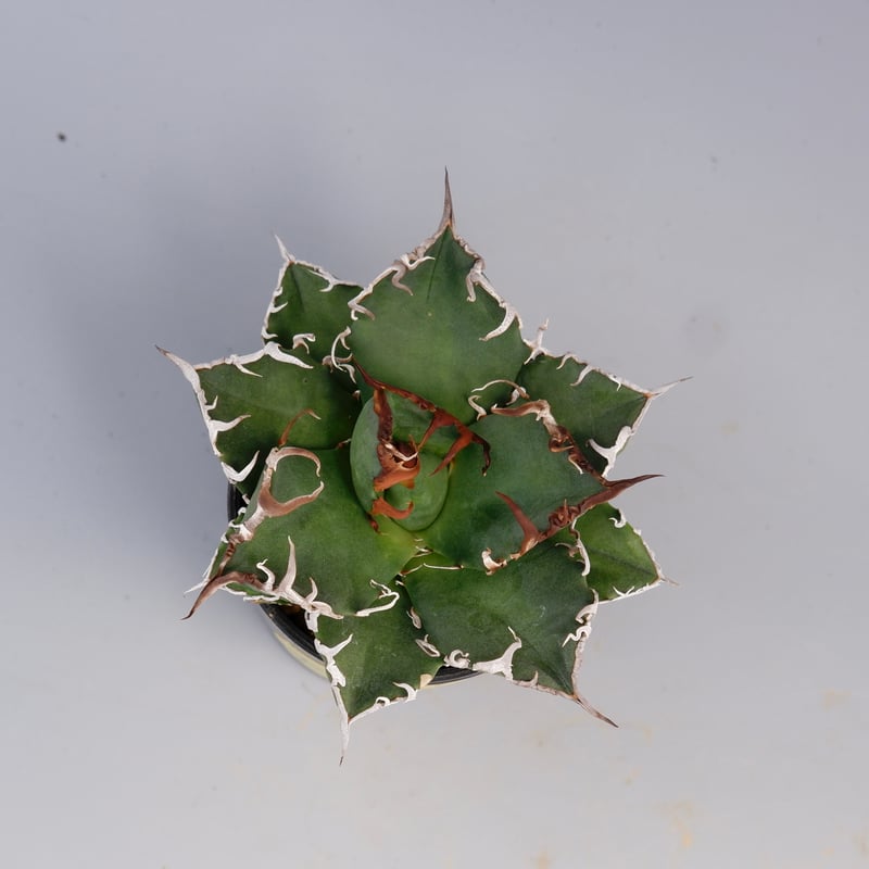 アガベ チタノタ シーザー Agave titanota caesar 144 | Sunny
