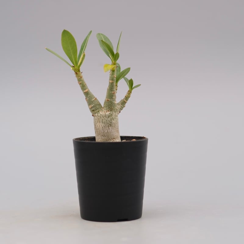 アデニウム アラビカム 実生株 Adenium arabicum 003 | Sunny B