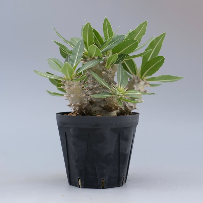 パキポディウム ロスラーツム 実生株 016 Pachypodium rosulatum ve