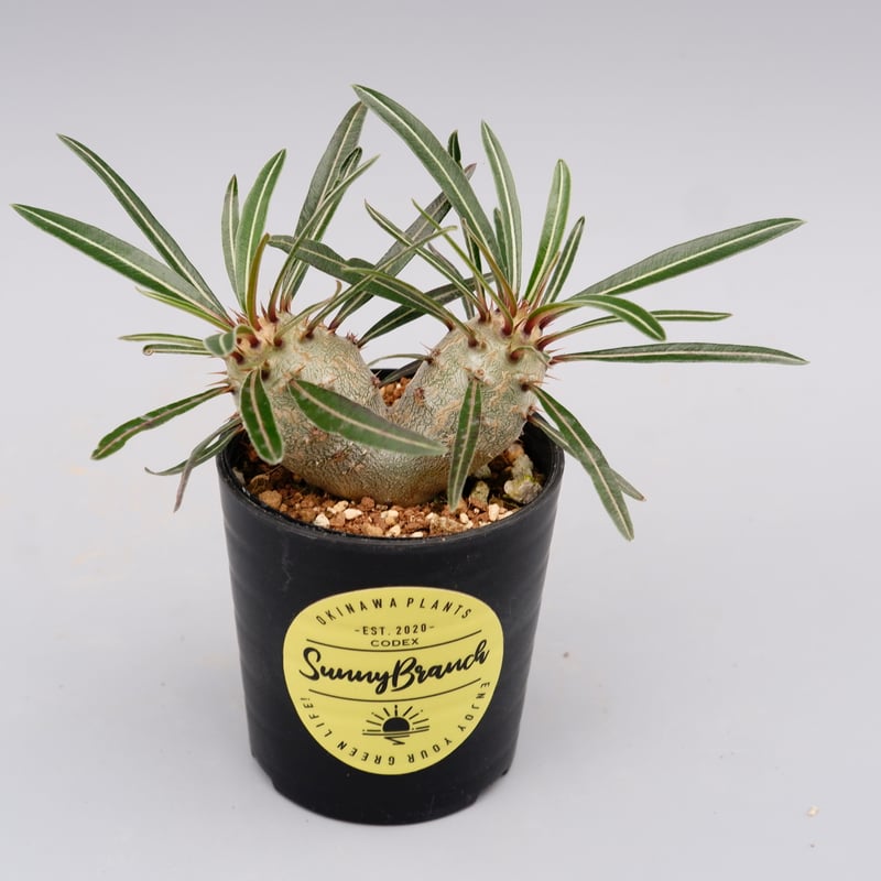 パキポディウム カクチペス 実生 双頭株 007 Pachypodium