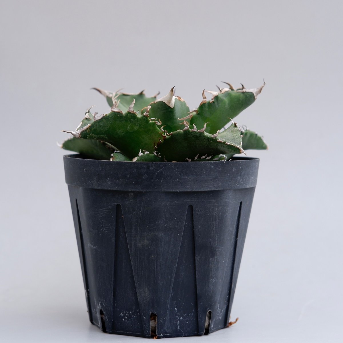 アガベ チタノタ ソーラーエクリプス 夕映 agave titanota Solar ecli