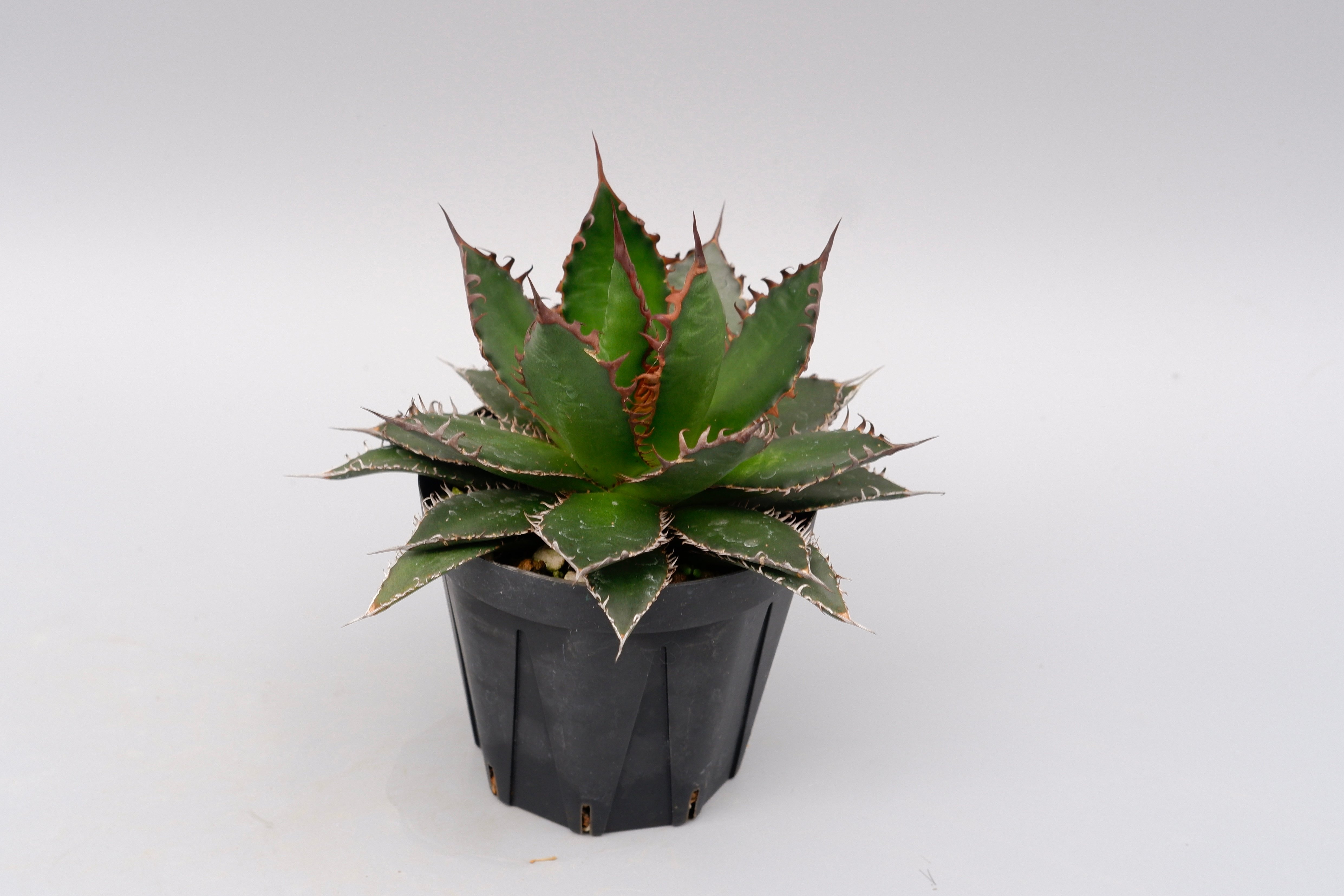 アガベ ホリダ 045 Agave horrida 強棘 | Sunny Branch