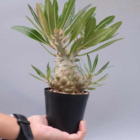 パキポディウムカクチペス | STORES