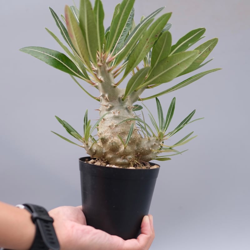 パキポディウム カクチペス 実生株 027 Pachypodium cactipes | Su