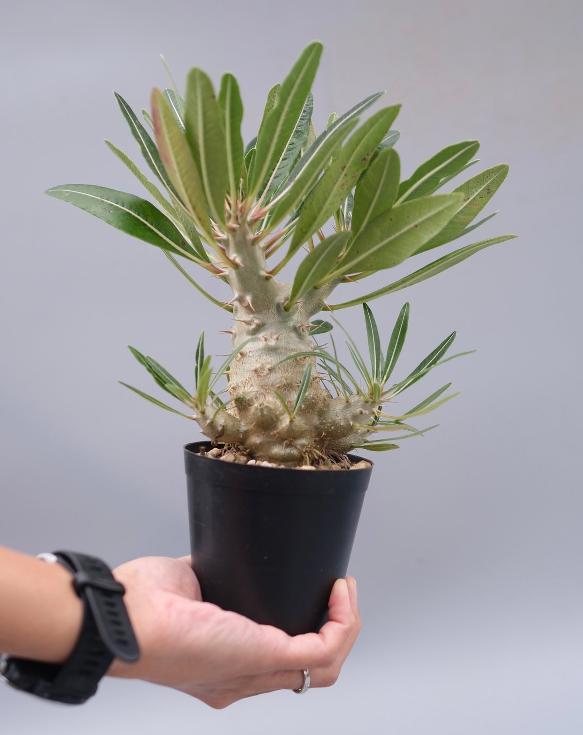 パキポディウム カクチペス 実生株 パキポディウム カクチペス 実生株 パキポディウム カクチペス 実生株