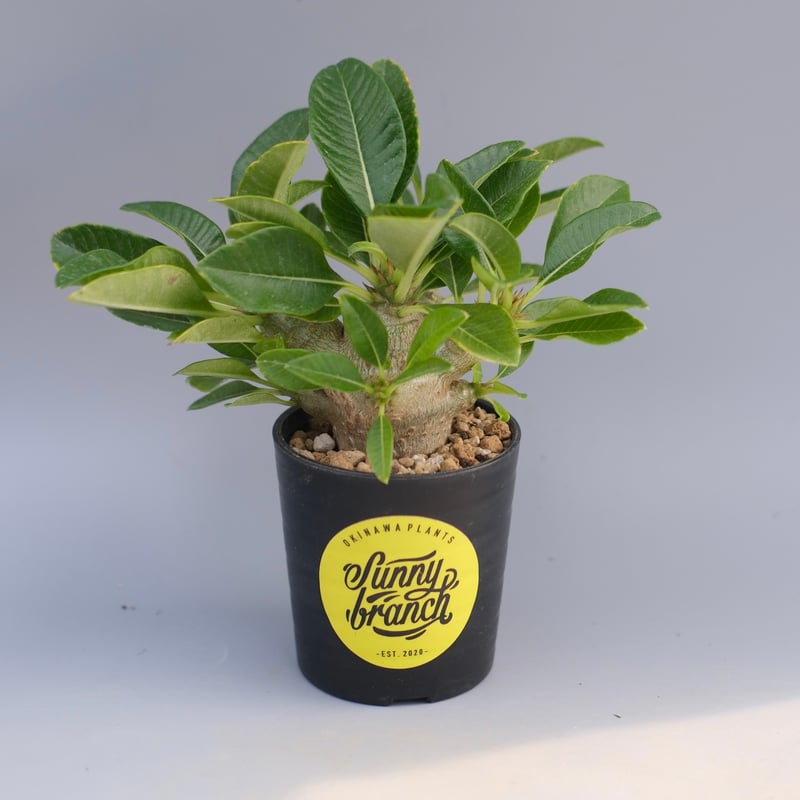 パキポディウム ウィンゾリー 実生株 096 Pachypodium windsorii |