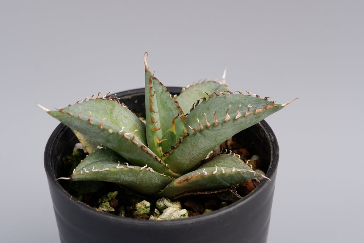 アガベ オテロイ 実生株 Agave oteroi seeding 011 | Sunny