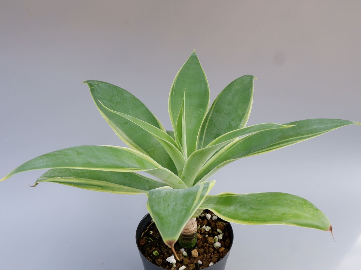 斑入り】アガべ アテナータ Agave attenuata 'Variegata' 002