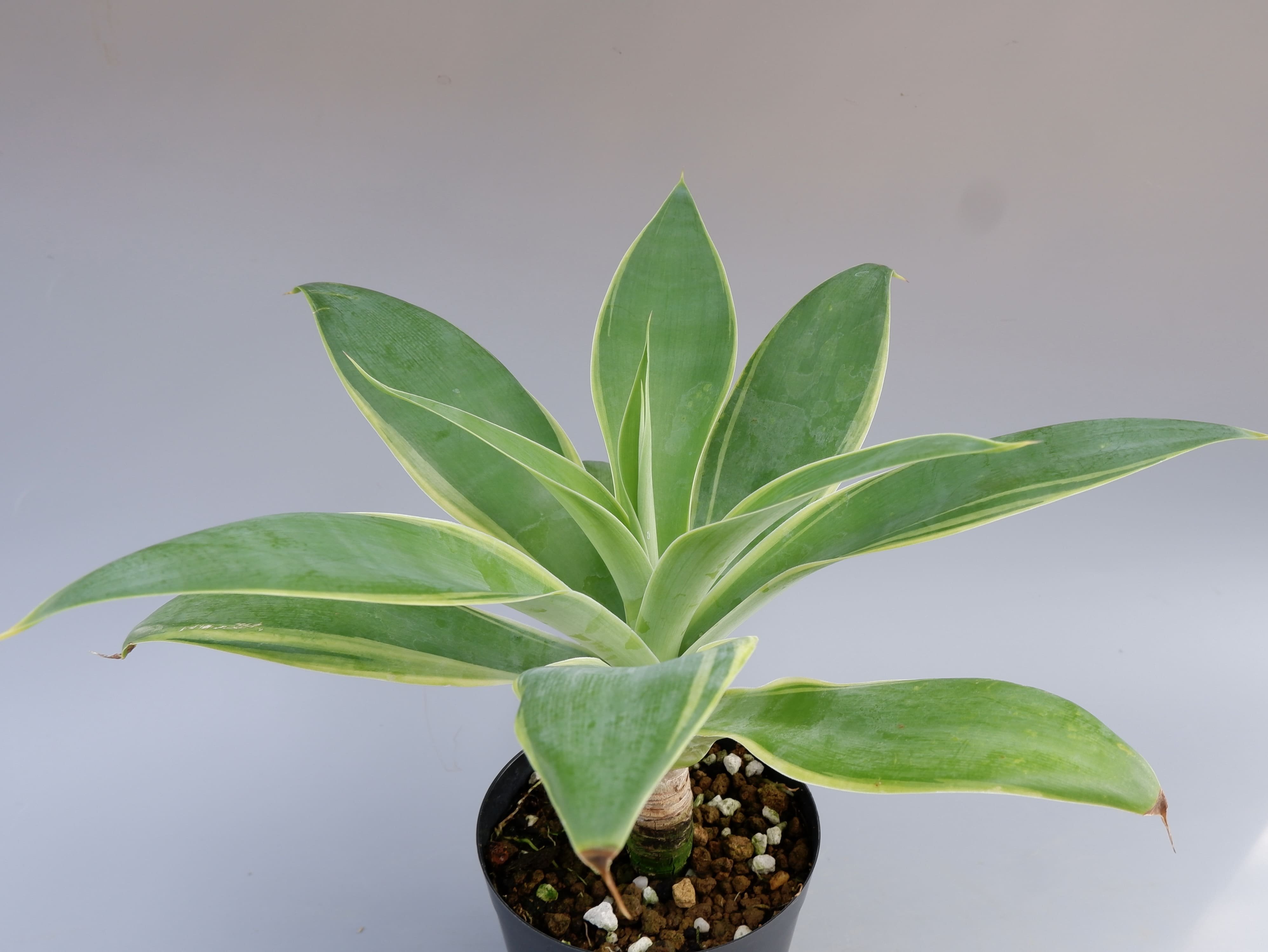 斑入り】アガべ アテナータ Agave attenuata 'Variegata' 002