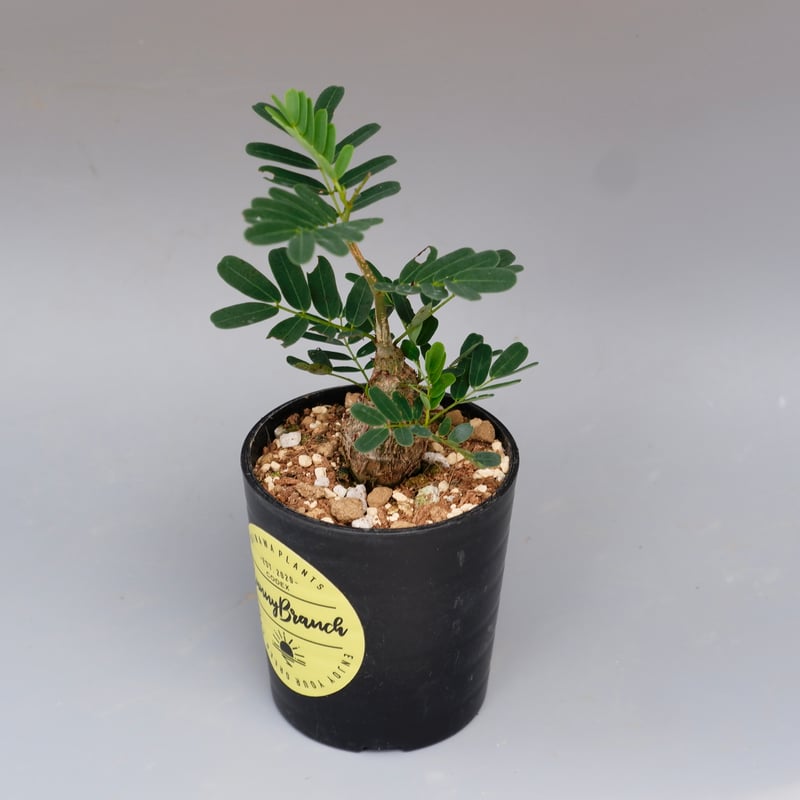 センナ メリディオナリス 実生株 Senna meridionalis 005 | Sunny センナ メリディオナリス 実生株 Senna meridionalis 005 | Sunny