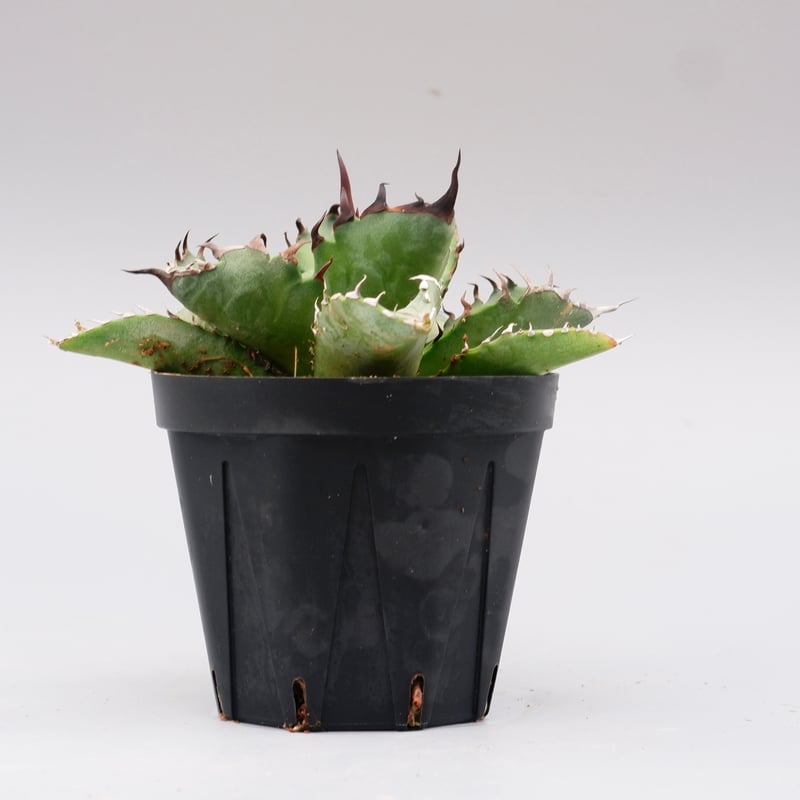 アガベ オテロイ 実生株 Agave oteroi seeding 102 | Sunny