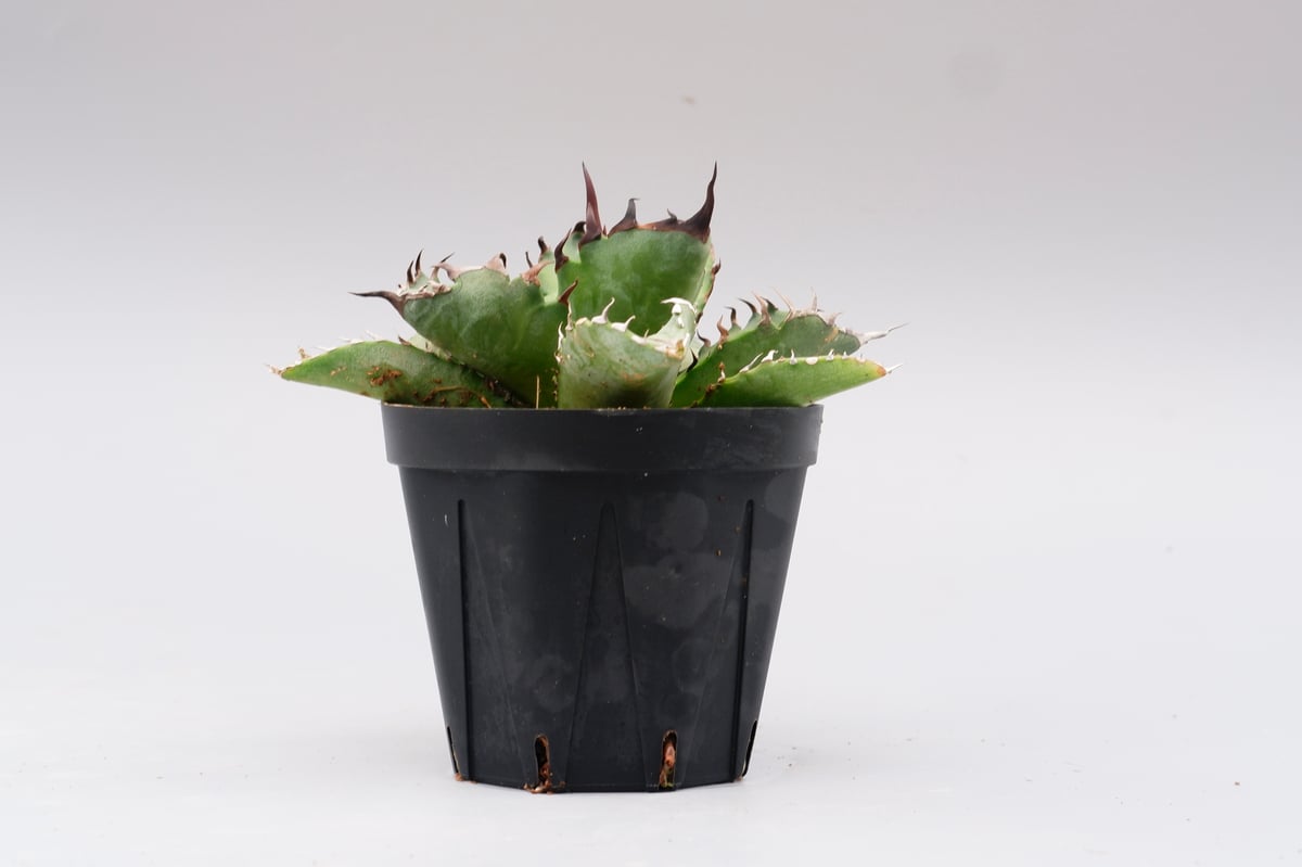 アガベ オテロイ 実生株 Agave oteroi seeding 102 | Sunny