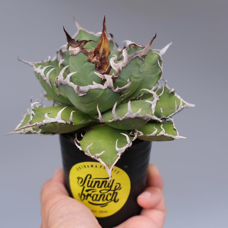 アガベ チタノタ シーザー Agave titanota caesar 171 | Sunny