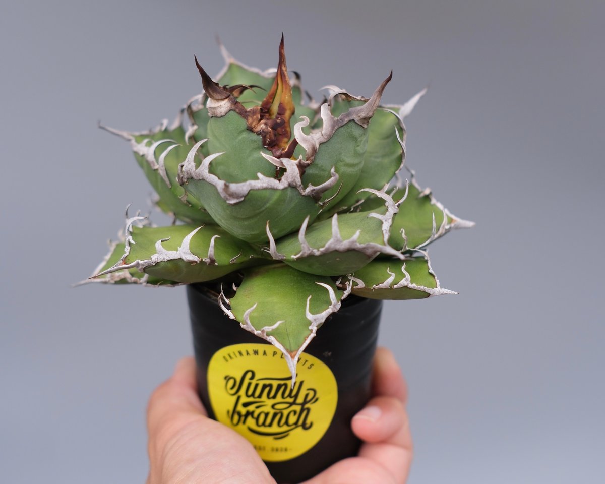 アガベ チタノタ シーザー Agave titanota caesar 171 | Sunny