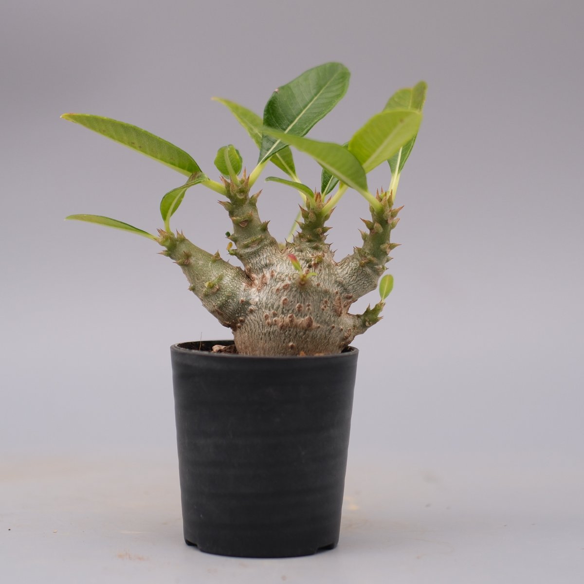 パキポディウム ウィンゾリー 実生株 101 Pachypodium windsorii |