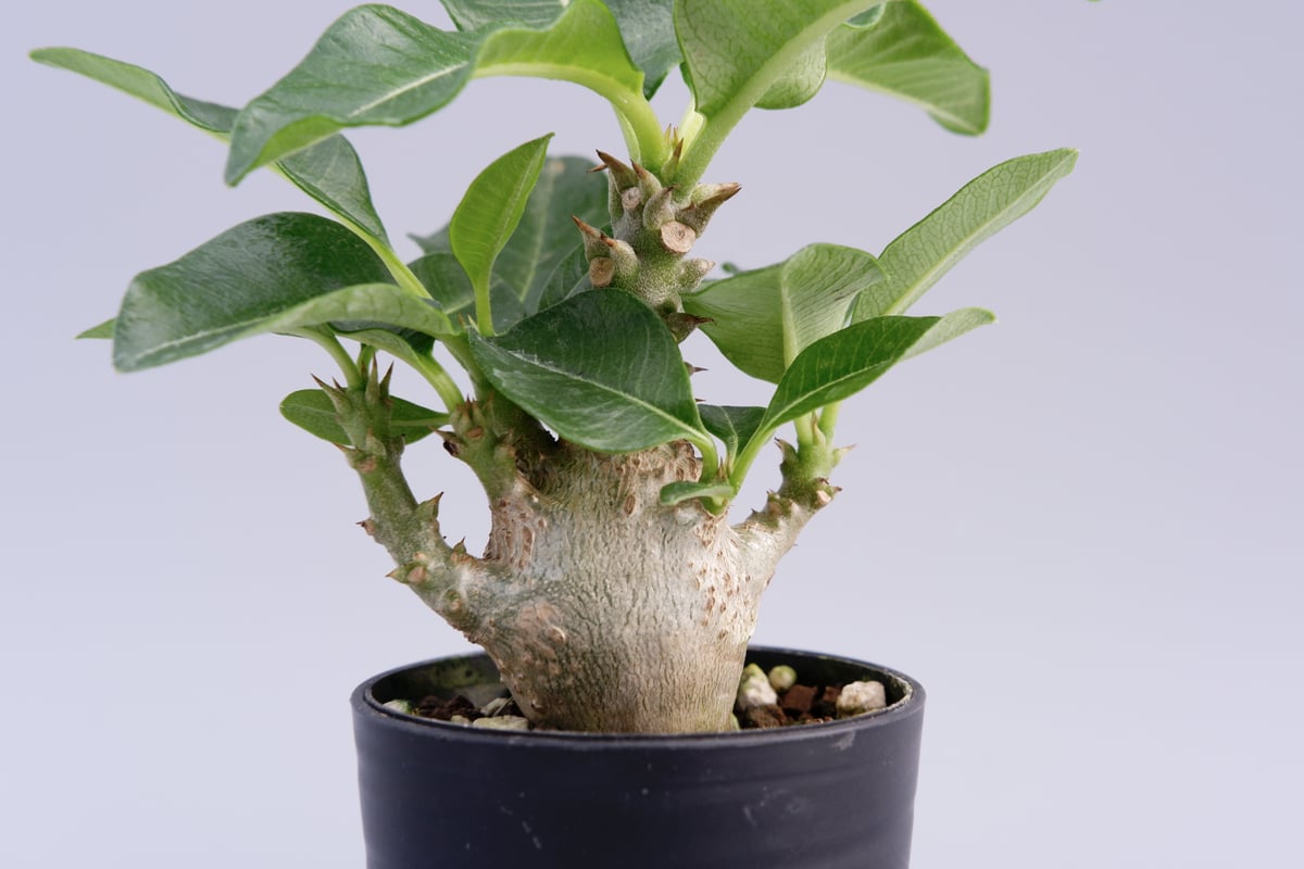 パキポディウムウィンゾリー パキポディウム ウィンゾリー 008 Pachypodium windsorii | Sunn