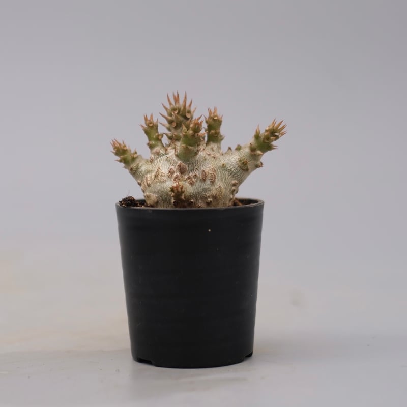 パキポディウム ウィンゾリー実生３年目 パキポディウム ウィンゾリー 実生株 076 Pachypodium windsorii |